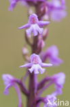 Grote muggenorchis (Gymnadenia conopsea)