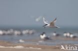 Sandwich Tern (Sterna sandvicencis)