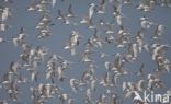 Sandwich Tern (Sterna sandvicencis)