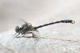 Blue-eyed Hook-tailed Dragonfly (Onychogomphus uncatus)