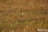 Great Bustard (Otis tarda)