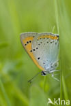 Grote Vuurvlinder (Lycaena dispar rutila)