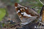 Purple Emperor (Apatura iris)