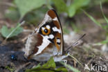 Grote weerschijnvlinder (Apatura iris)