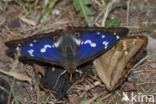 Grote weerschijnvlinder (Apatura iris)