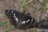 Grote weerschijnvlinder (Apatura iris)