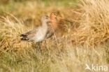 Black-tailed Godwit (Limosa limosa)