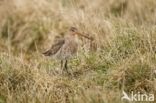 Black-tailed Godwit (Limosa limosa)