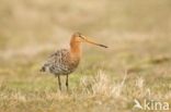 Black-tailed Godwit (Limosa limosa)
