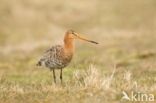 Grutto (Limosa limosa)