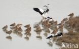 Black-tailed Godwit (Limosa limosa)