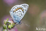 Silver Studded Blue (Plebejus argus)
