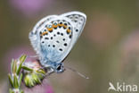 Heideblauwtje (Plebejus argus)