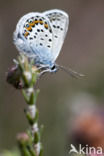 Silver Studded Blue (Plebejus argus)