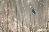 Silver Studded Blue (Plebejus argus)