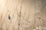 Silver Studded Blue (Plebejus argus)