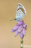 Silver Studded Blue (Plebejus argus)