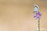 Silver Studded Blue (Plebejus argus)