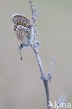 Silver Studded Blue (Plebejus argus)