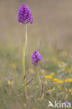 Pyramidal Orchid (Anacamptis pyramidalis)