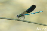 Iberische beekjuffer (Calopteryx xanthostoma)