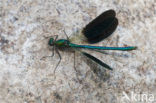 Iberische beekjuffer (Calopteryx xanthostoma)