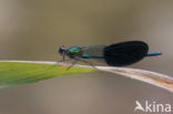 Iberische beekjuffer (Calopteryx xanthostoma)