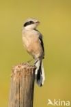 Southern Grey Shrike (Lanius meridionalis)