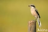 Southern Grey Shrike (Lanius meridionalis)