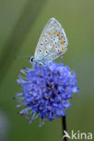 Common Blue (Polyommatus icarus)