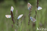 Icarusblauwtje (Polyommatus icarus)