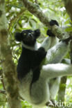 Indri indri