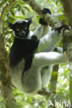 Indri indri