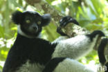 Indri (Indri indri)