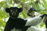 Indri (Indri indri)