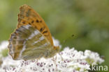 Keizersmantel (Argynnis paphia)