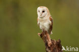 Barn Owl (Tyto alba)