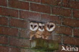 Barn Owl (Tyto alba)