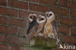 Barn Owl (Tyto alba)