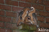 Barn Owl (Tyto alba)