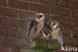 Barn Owl (Tyto alba)