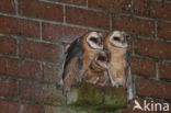 Barn Owl (Tyto alba)