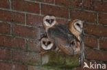 Barn Owl (Tyto alba)