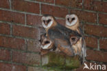 Barn Owl (Tyto alba)