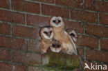 Barn Owl (Tyto alba)