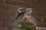 Kerkuil (Tyto alba)