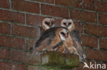 Barn Owl (Tyto alba)