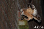 Barn Owl (Tyto alba)