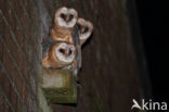 Barn Owl (Tyto alba)