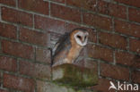 Barn Owl (Tyto alba)